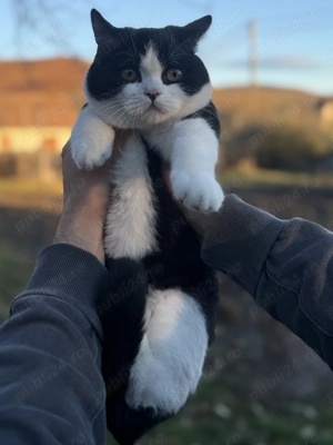 Pisică british shorthair bicolor