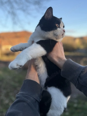 Pisică british shorthair bicolor - imagine 2