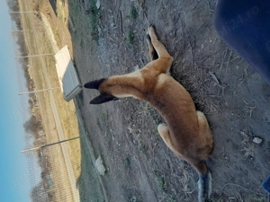 Pui Ciobanesc Malinois - imagine 2 Pui Ciobanesc Malinois - imagine 2