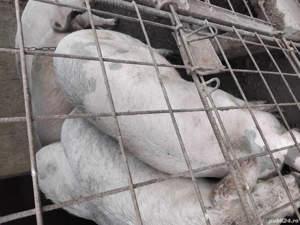 vand porcii - imagine 4