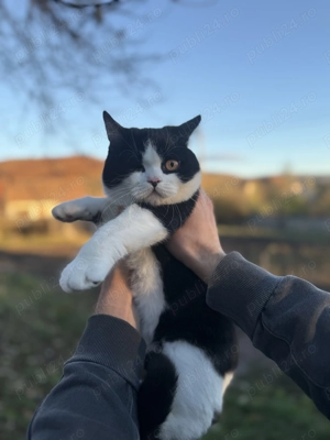 Pisică british shorthair bicolor - imagine 3