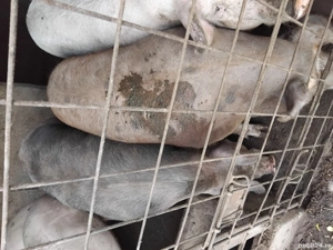 vand porcii - imagine 3