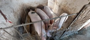 Porci de vanzare - imagine 2 Porci de vanzare - imagine 2