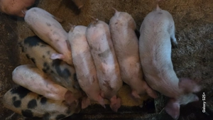 Purcei rasa românească  - imagine 2 Purcei rasa românească  - imagine 2