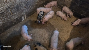 Purcei rasa românească  - imagine 3 Purcei rasa românească  - imagine 3