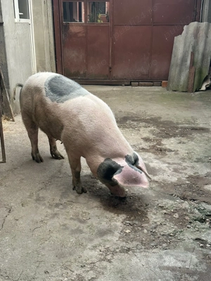 Vând purcea pentru sacrificat