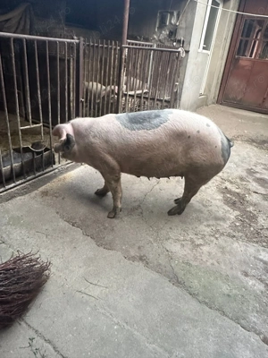 Vând purcea pentru sacrificat - imagine 2