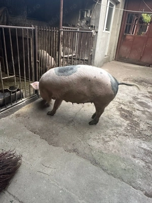 Vând purcea pentru sacrificat - imagine 3