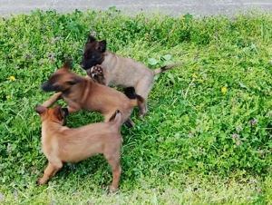 Ciobanesc belgian Malinois caută casa noua - imagine 2