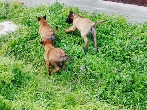 Ciobanesc belgian Malinois caută casa noua - imagine 3