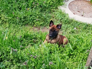 Ciobanesc belgian Malinois caută casa noua - imagine 4