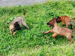 Ciobanesc belgian Malinois caută casa noua