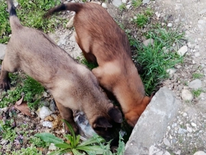 Ciobanesc belgian Malinois caută casa noua - imagine 5