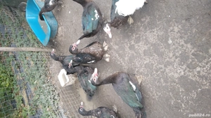 rate lesesti mute - imagine 4