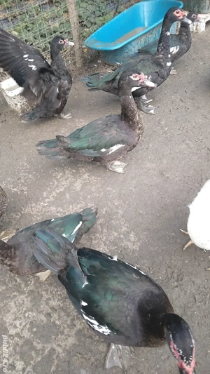 rate lesesti mute - imagine 2