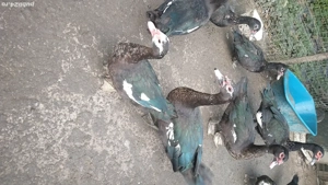 rate lesesti mute - imagine 3