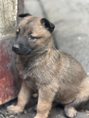 Pui Ciobanesc Malinois - imagine 2 Pui Ciobanesc Malinois - imagine 2