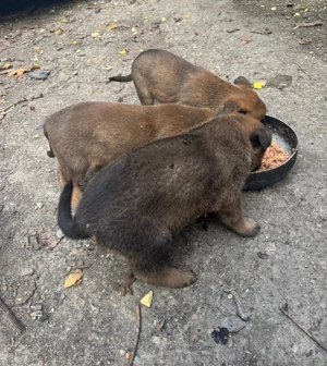 Pui Ciobanesc Malinois