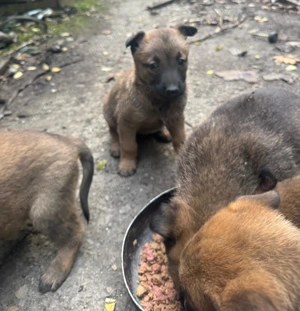 Pui Ciobanesc Malinois - imagine 4 Pui Ciobanesc Malinois - imagine 4