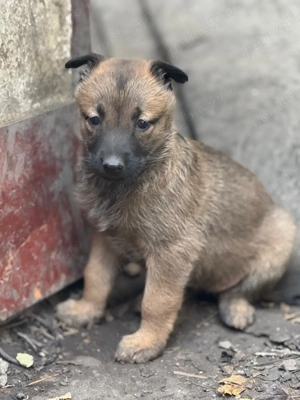 Pui Ciobanesc Malinois - imagine 3 Pui Ciobanesc Malinois - imagine 3