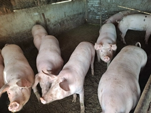 Porci crescuți natural Teleorman  - imagine 3