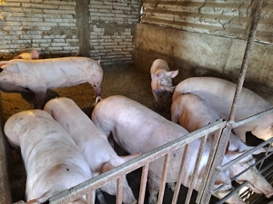 Porci crescuți natural Teleorman 