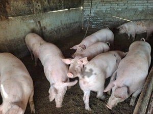 Porci crescuți natural Teleorman  - imagine 4