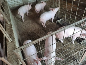 Porci crescuți natural Teleorman  - imagine 5