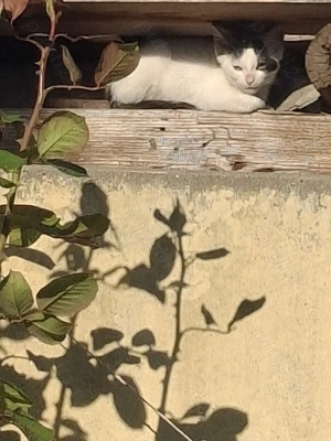 Adopție pisoi 4-5 luni Bucuresti - imagine 5