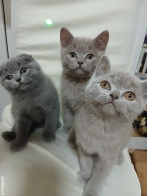Puiuți pisica rasa pura british & scotish shorthair