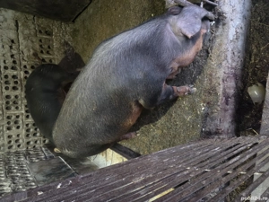 vand porci duroc sau schimb cu purcei,cereale,porumb. - imagine 4