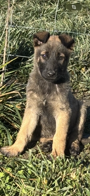 Ciobănesc belgian malinois 
