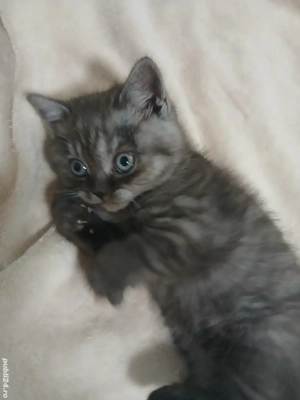 British&Scotish shorthair - imagine 4