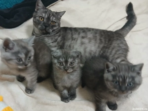 British&Scotish shorthair