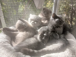 fetite si baietei rasa british