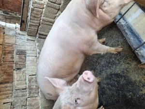 Porci de vanzare  - imagine 2