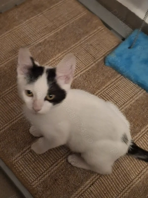 Adopție motănel Bucureşti  - imagine 5