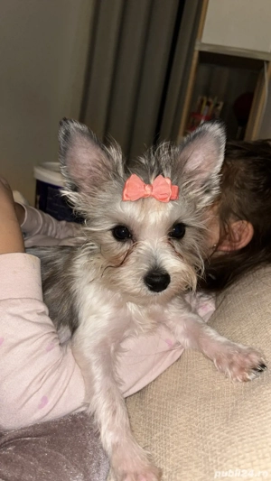 Yorkie Biewer - imagine 3