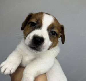 Jack Russell Terrier