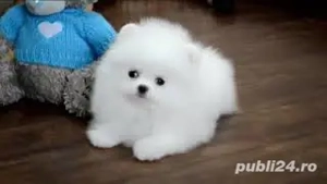 pomeranieni toy superbi  - imagine 2