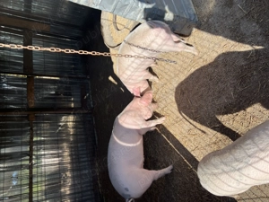 Porci disponibili pentru luna decembrie 