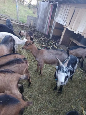 Capre și iezi de vânzare  - imagine 2