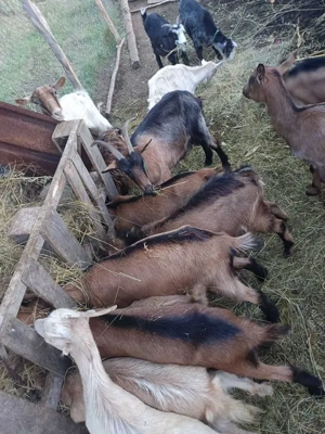 Capre și iezi de vânzare 