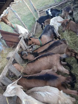 Capre și iezi de vânzare  - imagine 3