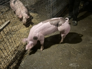 Vier pietren rasă pură 