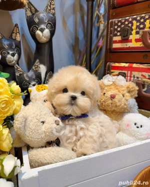 maltipoo poodle mini toy - imagine 2 maltipoo poodle mini toy - imagine 2