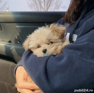 maltipoo poodle mini toy - imagine 2