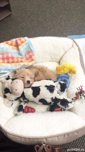 maltipoo poodle mini toy - imagine 3