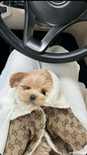 maltipoo poodle mini toy