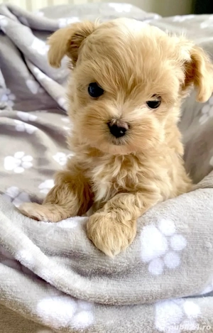 caniche poodle mini toy - imagine 4 caniche poodle mini toy - imagine 4